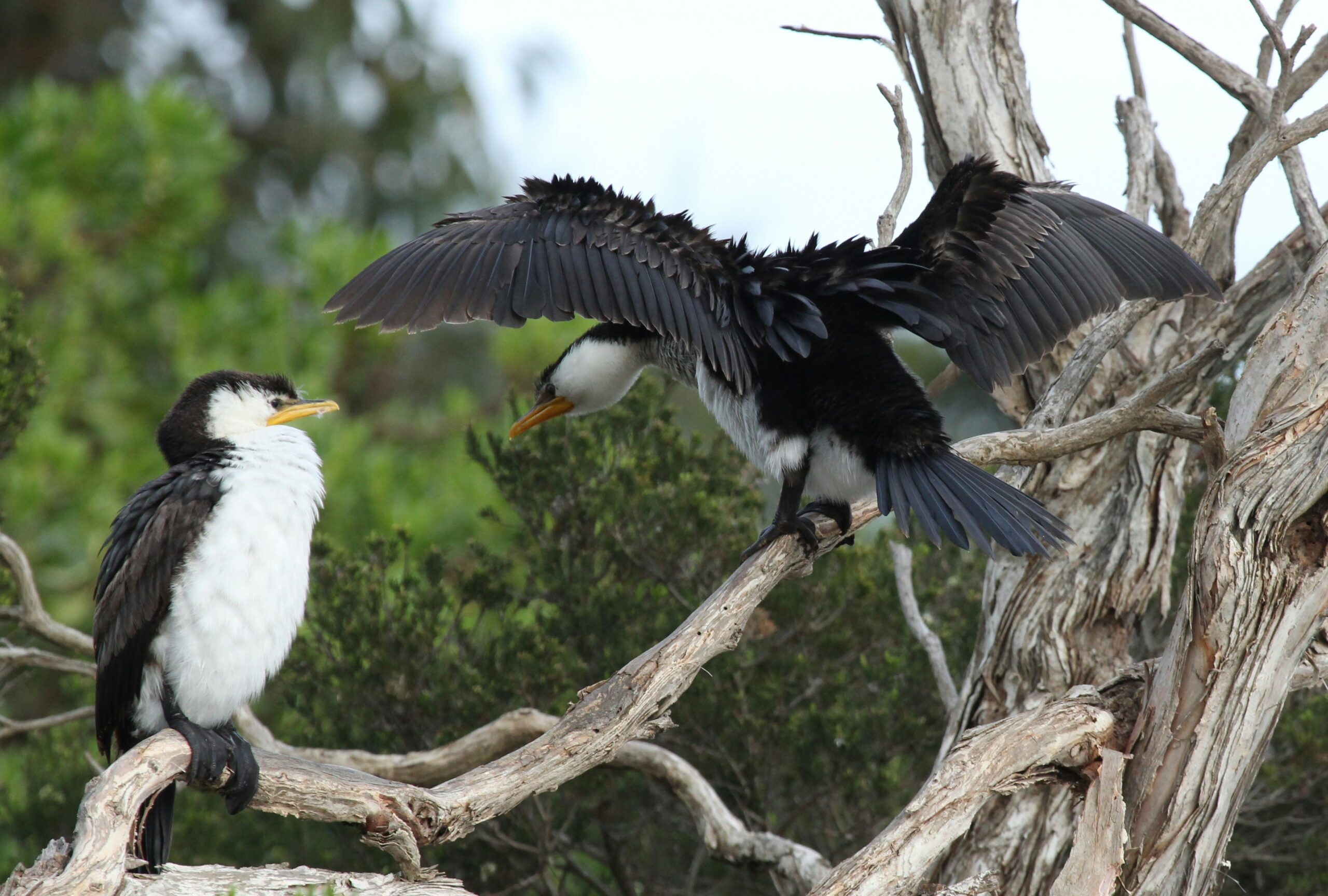 Wildlife Observation: Bald eagle youngster perched in a tea tree on the banks of Balcombe Creek, Mt Martha, Australia.